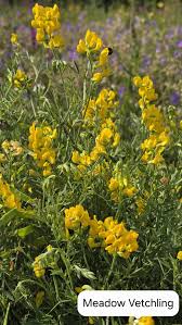 Attēlu rezultāti vaicājumam “Lathyrus pratensis fruit”