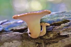 Attēlu rezultāti vaicājumam “Polyporus tuberaster”