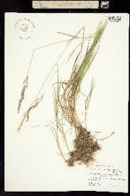 Attēlu rezultāti vaicājumam “Agrostis stolonifera subsp. straminea”