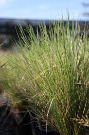 Attēlu rezultāti vaicājumam “Festuca altissima leaf”