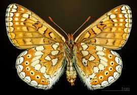 Attēlu rezultāti vaicājumam “Euphydryas maturna pupa”