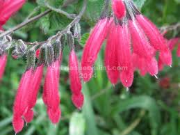Attēlu rezultāti vaicājumam “Tubiferaceae”
