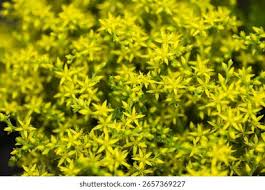 Attēlu rezultāti vaicājumam “Sedum acre flower”