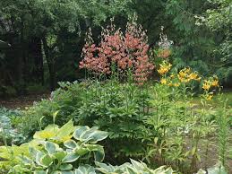 Image result for Lilium martagon `Manitoba Fox`
