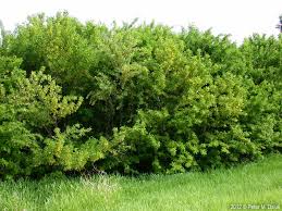 Attēlu rezultāti vaicājumam “Caragana arborescens”