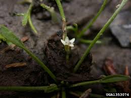 Attēlu rezultāti vaicājumam “Limosella aquatica”