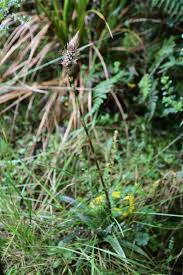Attēlu rezultāti vaicājumam “Orchidaceae”