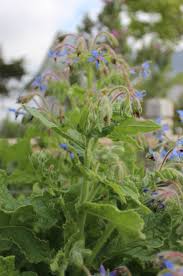 Image result for Borago officinalis