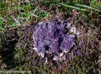 Attēlu rezultāti vaicājumam “Nectriopsis violacea”