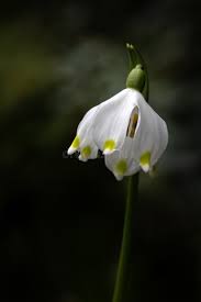 Attēlu rezultāti vaicājumam “Leucojum vernum var. carpathicum”