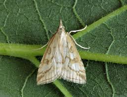 Attēlu rezultāti vaicājumam “Udea lutealis”