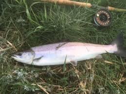 Image result for Aberdeen & District Angling Association