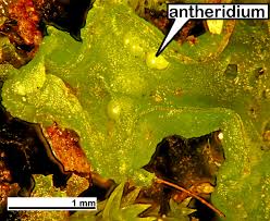 Attēlu rezultāti vaicājumam “Blasia pusilla”