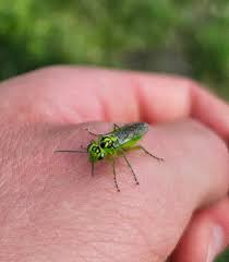 Attēlu rezultāti vaicājumam “Rhogogaster picta”