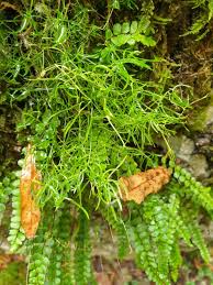 Attēlu rezultāti vaicājumam “Campylopus pyriformis”