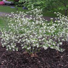Attēlu rezultāti vaicājumam “Aronia melanocarpa flower”
