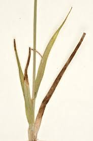 Attēlu rezultāti vaicājumam “Carex lepidocarpa leaf”