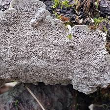 Attēlu rezultāti vaicājumam “Datronia mollis”