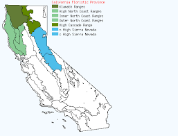 Attēlu rezultāti vaicājumam “Cinna latifolia fruit”