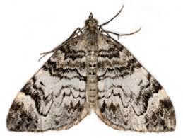 Attēlu rezultāti vaicājumam “Dysstroma truncata”