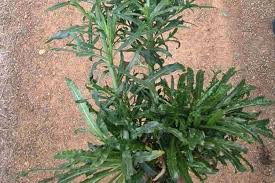 Image result for Reseda luteola