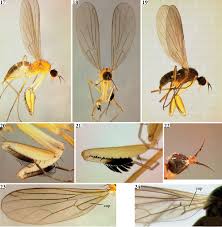 Attēlu rezultāti vaicājumam “Empididae”