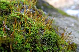 Attēlu rezultāti vaicājumam “Tortula lingulata”