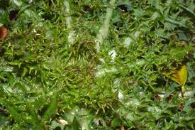 Attēlu rezultāti vaicājumam “Cirsium acaule leaf”