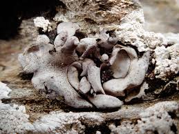 Attēlu rezultāti vaicājumam “Dermatocarpon miniatum”