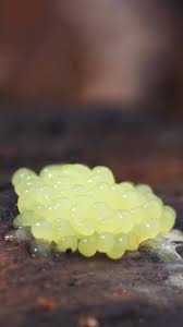 Attēlu rezultāti vaicājumam “Stemonitis pallida var. rubescens macro”