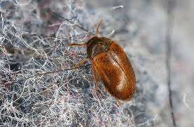 Attēlu rezultāti vaicājumam “Attagenus smirnovi”