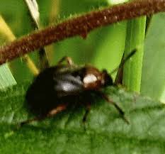 Attēlu rezultāti vaicājumam “Capsus ater”
