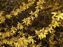 Attēlu rezultāti vaicājumam “Forsythia viridissima flower”