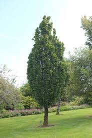 Attēlu rezultāti vaicājumam “Acer campestre”