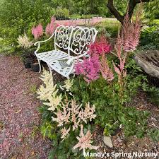 Attēlu rezultāti vaicājumam “Astilbe chinensis”