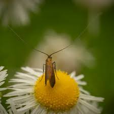 Attēlu rezultāti vaicājumam “Adelidae”