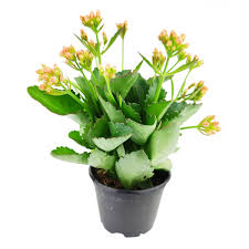 Image result for Kalanchoe blossfeldiana