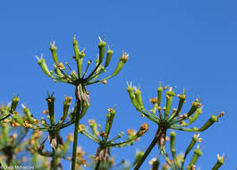 Attēlu rezultāti vaicājumam “Chaerophyllum aromaticum”