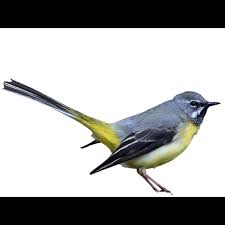 Attēlu rezultāti vaicājumam “Motacilla citreola male”