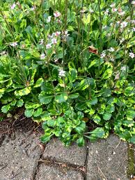 Attēlu rezultāti vaicājumam “Saxifraga cymbalaria fruit”