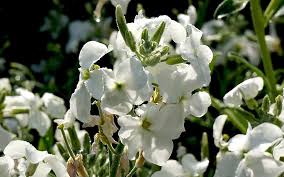 Image result for Levkoje