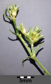 Attēlu rezultāti vaicājumam “Scleranthus perennis bud”