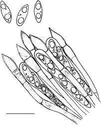 Attēlu rezultāti vaicājumam “Ionomidotis irregularis”