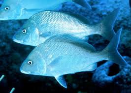 Image result for Haemulon album