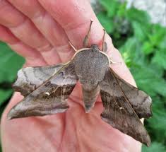 Attēlu rezultāti vaicājumam “Laothoe populi”