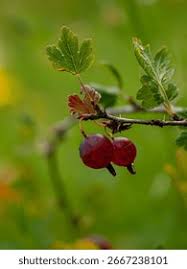 Attēlu rezultāti vaicājumam “Ribes uva-crispa leaf”