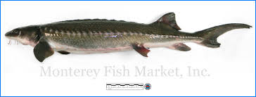 Image result for Acipenser transmontanus