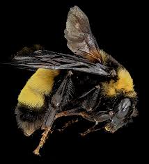 Attēlu rezultāti vaicājumam “Bombus”
