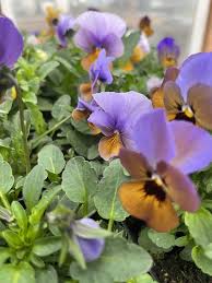Image result for Viola cornuta