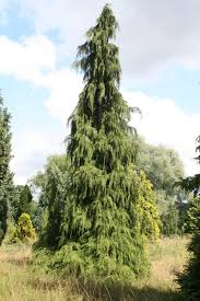 Attēlu rezultāti vaicājumam “Chamaecyparis lawsoniana”